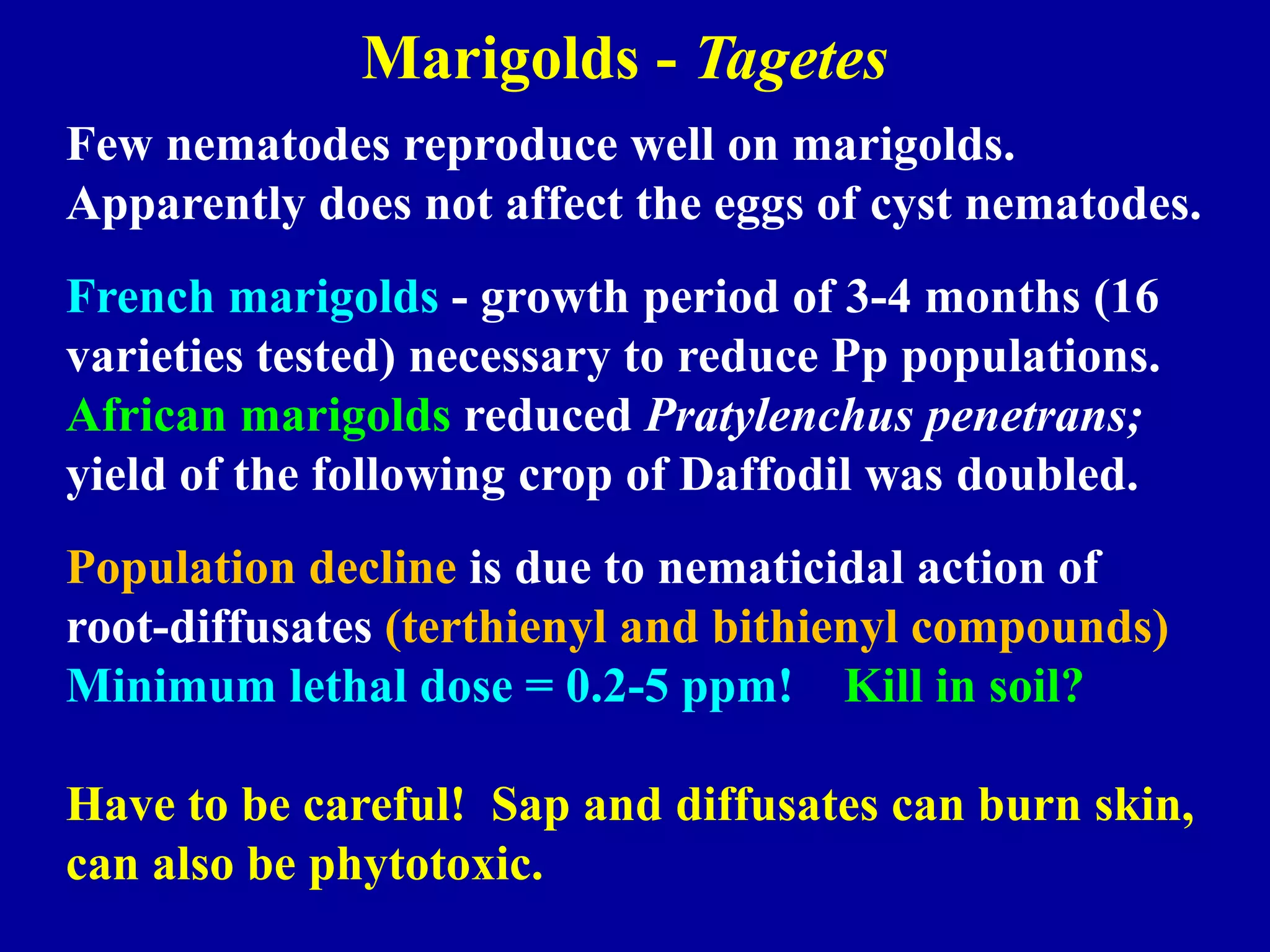 Marigolds - Tagetes
Few nematodes reproduce well on marigolds.
Apparently does not affect the eggs of cyst nematodes.
French marigolds - growth period of 3-4 months (16
varieties tested) necessary to reduce Pp populations.
African marigolds reduced Pratylenchus penetrans;
yield of the following crop of Daffodil was doubled.
Population decline is due to nematicidal action of
root-diffusates (terthienyl and bithienyl compounds)
Minimum lethal dose = 0.2-5 ppm! Kill in soil?
Have to be careful! Sap and diffusates can burn skin,
can also be phytotoxic.

 