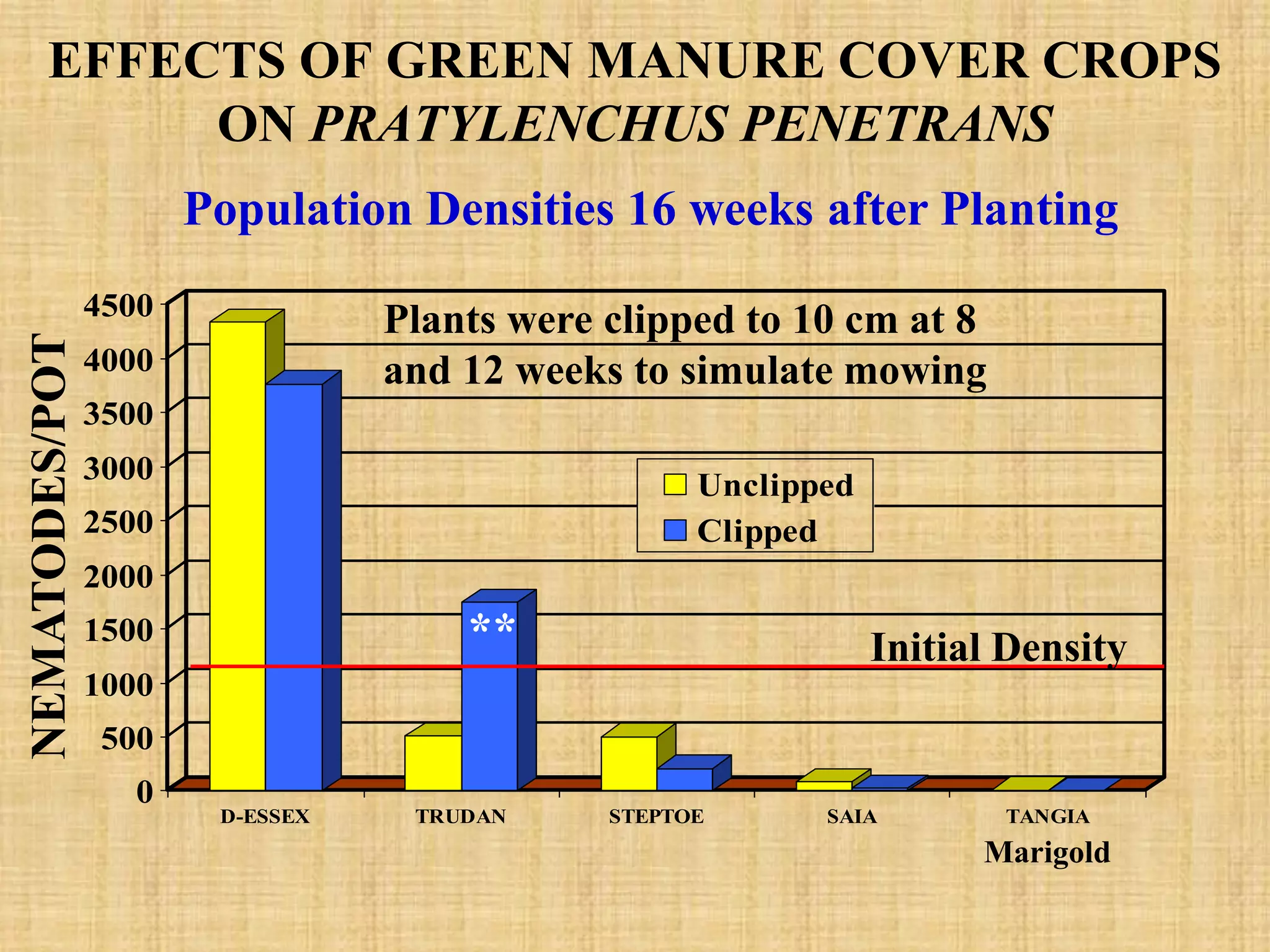 EFFECTS OF GREEN MANURE COVER CROPS
ON PRATYLENCHUS PENETRANS
Population Densities 16 weeks after Planting
NEMATODES/POT

4500

Plants were clipped to 10 cm at 8
and 12 weeks to simulate mowing

4000
3500
3000

Unclipped
Clipped

2500
2000

**

1500

Initial Density

1000
500
0

D-ESSEX

TRUDAN

STEPTOE

SAIA

TANGIA

Marigold

 