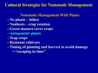 Cultural Strategies for Nematode Management
Nematode Management With Plants
- No plants – fallow
- Nonhosts – crop rotation
- Green manure cover crops
- Antagonistic plants
- Trap crops
- Resistant cultivars
- Timing of planting and harvest to avoid damage
= “escaping in time”

 