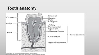 Tooth anatomy
 