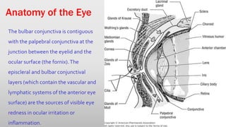 Anatomy of the Eye
The bulbar conjunctiva is contiguous
with the palpebral conjunctiva at the
junction between the eyelid and the
ocular surface (the fornix).The
episcleral and bulbar conjunctival
layers (which contain the vascular and
lymphatic systems of the anterior eye
surface) are the sources of visible eye
redness in ocular irritation or
inflammation.
 