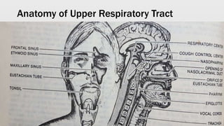Anatomy of Upper Respiratory Tract
 
