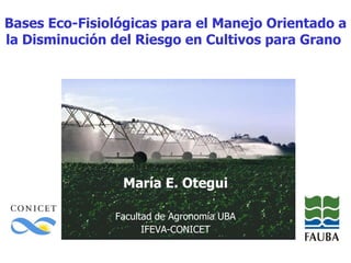 Bases Eco-Fisiológicas para el Manejo Orientado a la Disminución del Riesgo en Cultivos para Grano  María E. Otegui Facultad de Agronomía UBA IFEVA-CONICET 