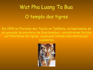 Wat Pha Luang Ta Bua   O templo dos tigres Em 1999 na Floresta dos Tigres na Tailândia, os habitantes de um povoado da província de Kanchanaburi, encontraram feridos os filhotinhos de tigres, cujos pais tinham sido mortos por caçadores . 