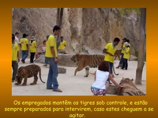   Os empregados mantêm os tigres sob controle, e estão sempre preparados para intervirem, caso estes cheguem a se agitar.   