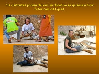   Os visitantes podem deixar um donativo se quiserem tirar fotos com os tigres. 
