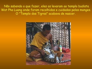Não sabendo o que fazer, eles os levaram ao templo budista Wat Pha Luang onde foram recolhidos e cuidados pelos monges. O "Templo dos Tigres" acabava de nascer.  