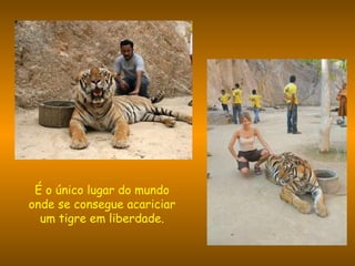 É o único lugar do mundo onde se consegue acariciar um tigre em liberdade. 