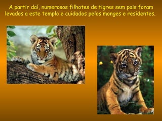 A partir daí, numerosos filhotes de tigres sem pais foram levados a este templo e cuidados pelos monges e residentes.  