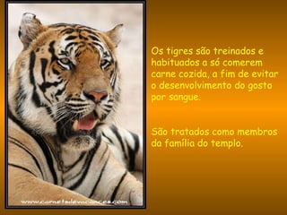 Os tigres são treinados e habituados a só comerem  carne cozida, a fim de evitar o desenvolvimento do gosto por sangue. São tratados como membros da família do templo. 
