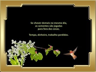 Se chover demais no mesmo dia,
                as sementes são jogadas
                  para fora das covas.

           Tempo, dinheiro, trabalho perdidos.




02.05.11
 