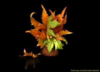 Fotos que circulam pela internet 