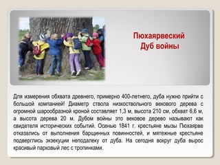 Пюхаярвеский
Дуб войны
Для измерения обхвата древнего, примерно 400-летнего, дуба нужно прийти с
большой компанией! Диаметр ствола низкоствольного векового дерева с
огромной шарообразной кроной составляет 1,3 м, высота 210 см, обхват 6,6 м,
а высота дерева 20 м. Дубом войны это вековое дерево называют как
свидетеля исторических событий. Осенью 1841 г. крестьяне мызы Пюхаярве
отказались от выполнения барщинных повинностей, и мятежные крестьяне
подверглись экзекуции неподалеку от дуба. На сегодня вокруг дуба вырос
красивый парковый лес с тропинками.
 