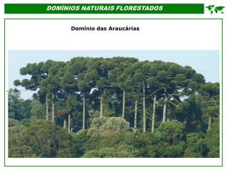 '
DOMÍNIOS NATURAIS FLORESTADOS

Domínio das Araucárias
 