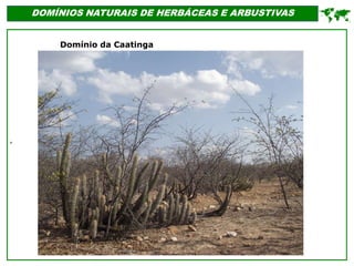 '
DOMÍNIOS NATURAIS DE HERBÁCEAS E ARBUSTIVAS

Domínio da Caatinga
 