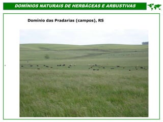 '
DOMÍNIOS NATURAIS DE HERBÁCEAS E ARBUSTIVAS

Domínio das Pradarias (campos), RS
 