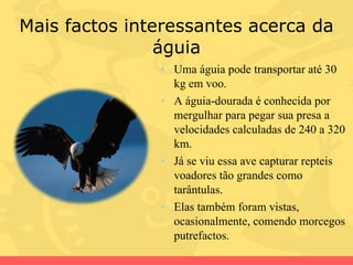 Mais factos interessantes acerca da águia Uma águia pode transportar até 30 kg em voo.  A águia-dourada é conhecida por mergulhar para pegar sua presa a velocidades calculadas de 240 a 320 km.  Já se viu essa ave capturar repteis voadores tão grandes como tarântulas.  Elas também foram vistas, ocasionalmente, comendo morcegos putrefactos. 