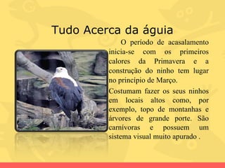 Tudo Acerca da águia O período de acasalamento inicia-se com os primeiros calores da Primavera e a construção do ninho tem lugar no princípio de Março.  Costumam fazer os seus ninhos em locais altos como, por exemplo, topo de montanhas e árvores de grande porte. São carnívoras e possuem um sistema visual muito apurado . 