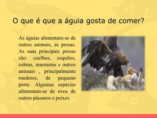 O que é que a águia gosta de comer? As águias alimentam-se de outros animais, as presas. As suas principais presas são: coelhos, esquilos, cobras, marmotas e outros animais , principalmente roedores, de pequeno porte. Algumas espécies alimentam-se de ovos de outros pássaros e peixes.  