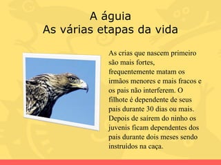 A águia As várias etapas da vida As crias que nascem primeiro são mais fortes, frequentemente matam os irmãos menores e mais fracos e os pais não interferem. O filhote é dependente de seus pais durante 30 dias ou mais. Depois de saírem do ninho os juvenis ficam dependentes dos pais durante dois meses sendo instruídos na caça.  