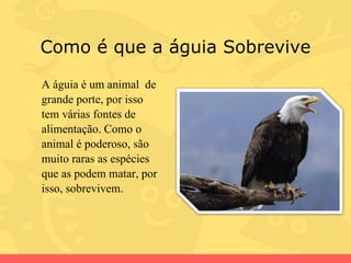 Como é que a águia Sobrevive A águia é um animal  de grande porte, por isso tem várias fontes de alimentação. Como o animal é poderoso, são muito raras as espécies que as podem matar, por isso, sobrevivem. 