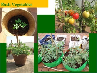 Bush Vegetables
 
