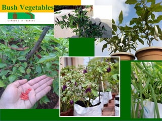 Bush Vegetables
 