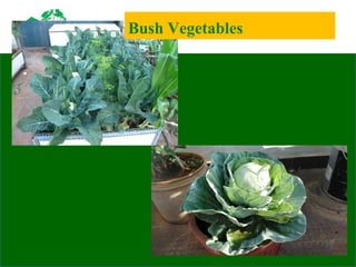 Bush Vegetables
 