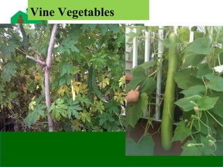 Vine Vegetables
 