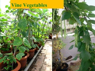 Vine Vegetables
 