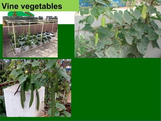 Vine vegetables
 