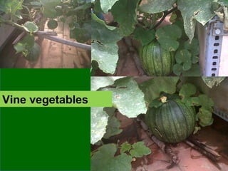 Vine vegetables
 