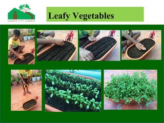 Leafy Vegetables
 