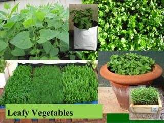 Leafy Vegetables
 
