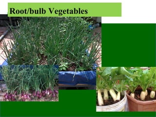 Root/bulb Vegetables
 