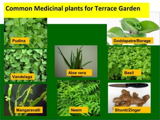 Common Medicinal plants for Terrace Garden
Pudina
Vandelaga
Mangaravalli
Aloe vera
Neem
Doddapatre/Borage
Basil
Shunti/Zinger
 