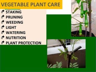 VEGETABLE PLANT CARE
 STAKING
 PRUNING
 WEEDING
 LIGHT
 WATERING
 NUTRITION
 PLANT PROTECTION
 