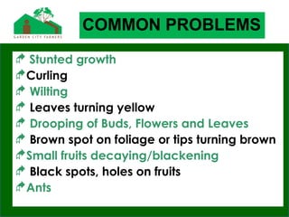 COMMON PROBLEMS
 Stunted growth
Curling
 Wilting
 Leaves turning yellow
 Drooping of Buds, Flowers and Leaves
 Brown spot on foliage or tips turning brown
Small fruits decaying/blackening
 Black spots, holes on fruits
Ants
 