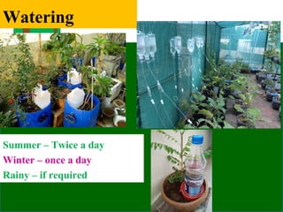 Watering
Summer – Twice a day
Winter – once a day
Rainy – if required
 