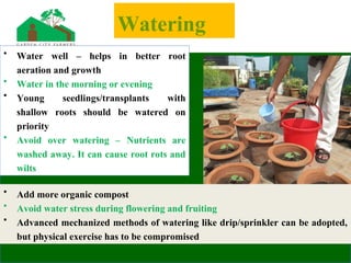 Watering
• Water well – helps in better root
aeration and growth
• Water in the morning or evening
• Young seedlings/transplants with
shallow roots should be watered on
priority
• Avoid over watering – Nutrients are
washed away. It can cause root rots and
wilts
• Add more organic compost
• Avoid water stress during flowering and fruiting
• Advanced mechanized methods of watering like drip/sprinkler can be adopted,
but physical exercise has to be compromised
 