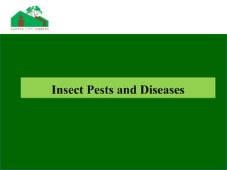 Insect Pests and Diseases
 
