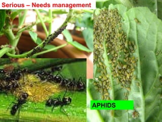 APHIDS
Serious – Needs management
 