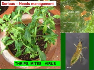 THRIPS, MITES - VIRUS
Serious – Needs management
 