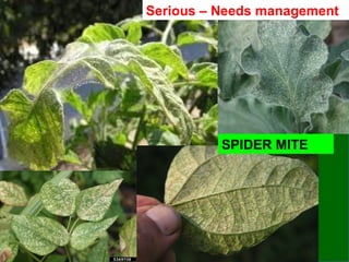 Serious – Needs management
SPIDER MITE
 