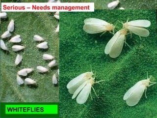 WHITEFLIES
Serious – Needs management
 