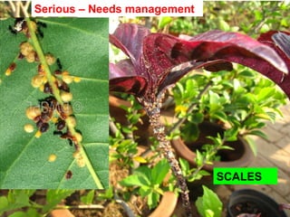 SCALES
Serious – Needs management
 