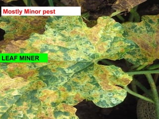 LEAF MINER
Mostly Minor pest
 