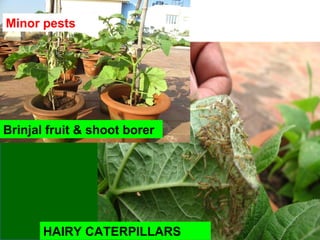 HAIRY CATERPILLARS
Brinjal fruit & shoot borer
Minor pests
 