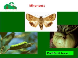 Pod/Fruit borer
Minor pest
 