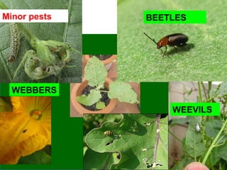 BEETLES
WEEVILS
WEBBERS
Minor pests
 
